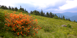Wild Azaleas